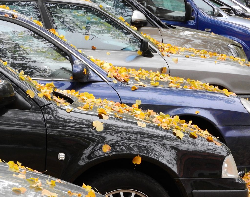 parked cars with yellow fallen tree leaves on hoods